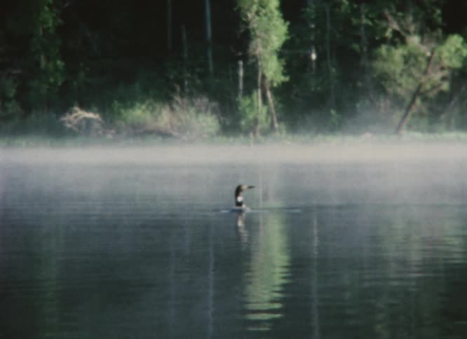 Duck swimming on a lake covered in mist at morning caught on vintage film