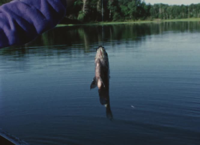 A person is holding up a fishing line with a fish they caught in the lake and woods are in the distance across the lake
