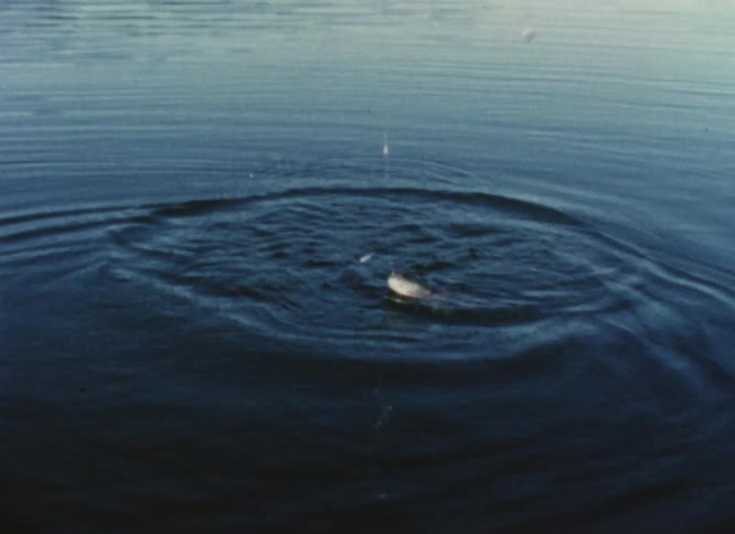 A person catching a fish on a fishing line