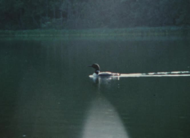 A duck swims through a lake alone