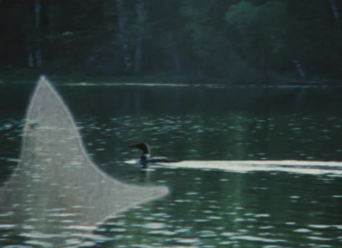 A duck swimming in a lake