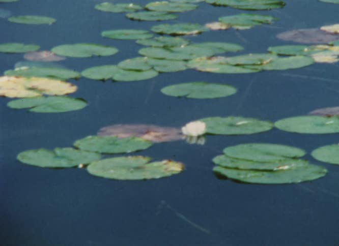Lily pads floating on a calm body of water