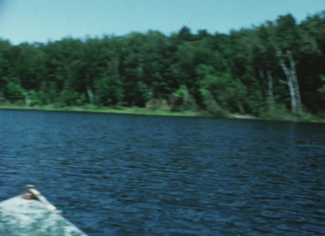 From a small motorboat the long forest lined shore of the river can be seen