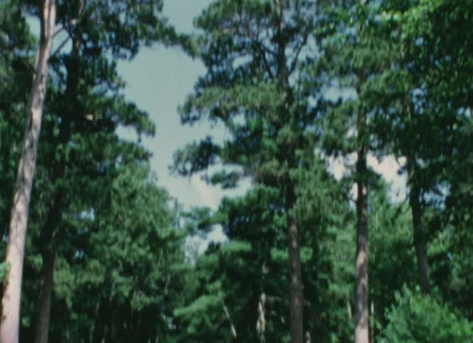 Cars parked on a road through the forest caught on vintage film