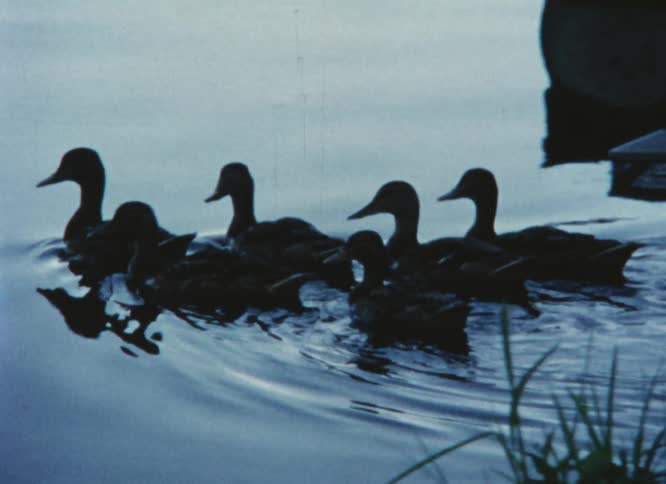 Ducks swimming out from under a dock
