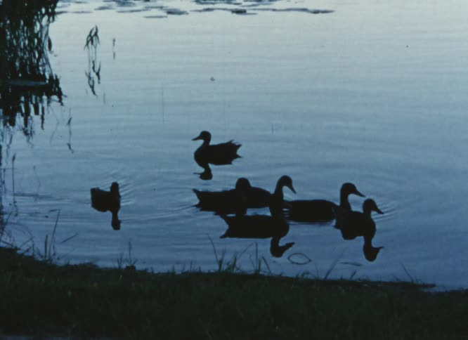 Ducks swimming close to the shore in alake
