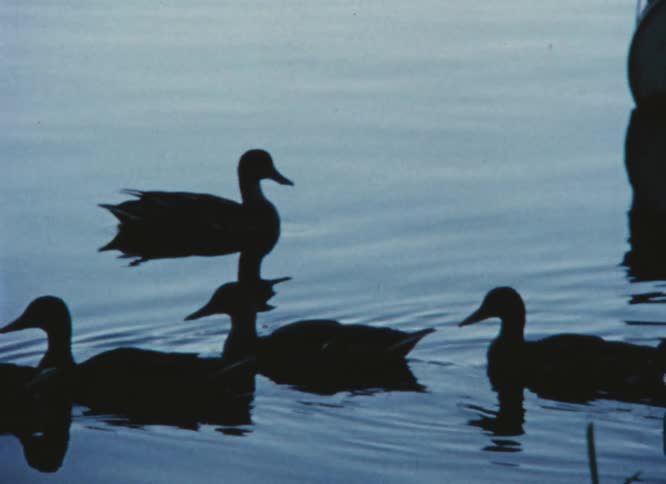Ducks swimming in the water
