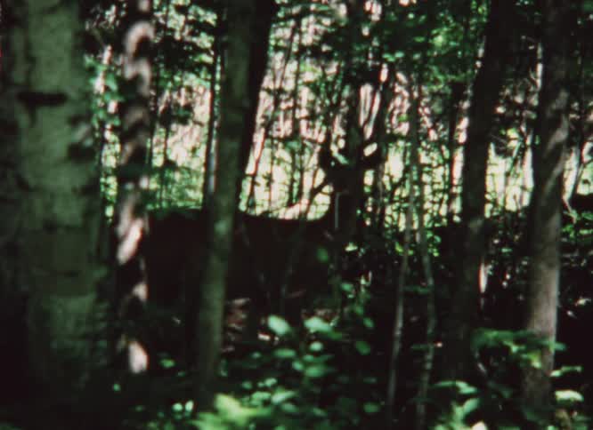 Silhouette of a deer in the shadows of a small forest caught on vintage film