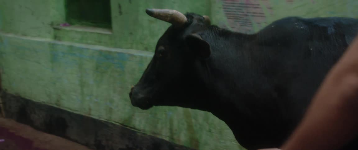 A cow passes a man in an indian street