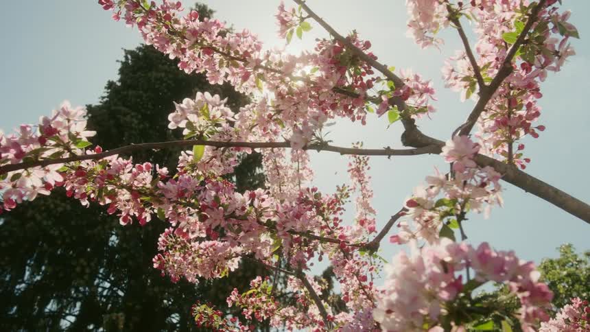 A bee flies to flowers in bloom on a tree