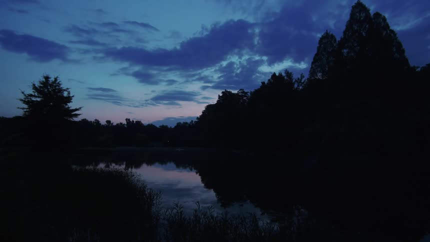 A forest by a lake at night