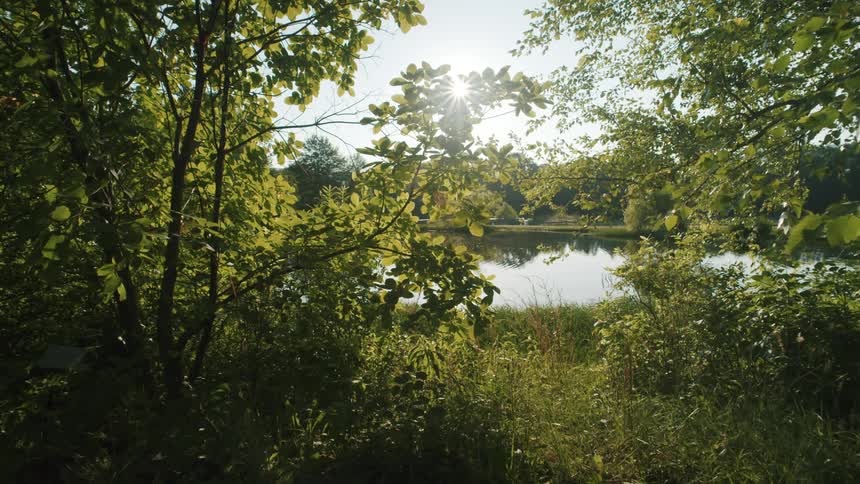 View through trees in the woods of the sun shining on a lake in the center of the forest