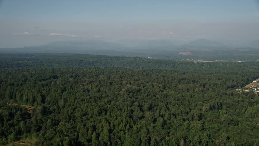 an aerial view of the endless dense evergreen forest in Sammamish Washington with the sun shining brightly