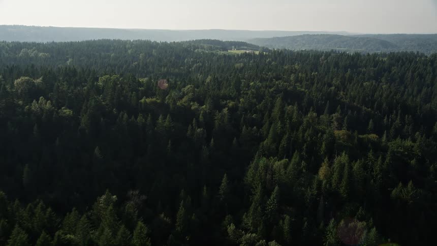 Aerial view of a sunny evergreen forest in Carnation Washington with lush green trees and vibrant landscape