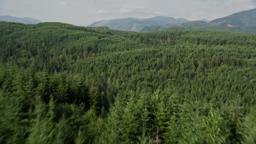 Aerial footage of a conifer forest in King County Washington with evergreen trees covering valleys and mountains leading to a foggy horizon