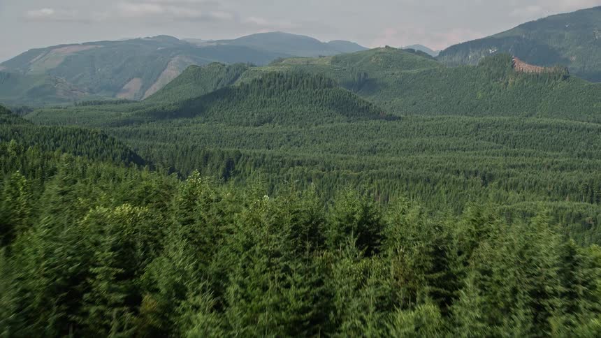 Aerial fly over of evergreen trees revealing a green hill in King County Washington on a sunny day