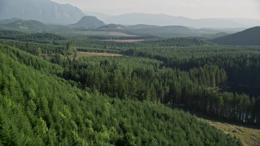 Aerial footage of dense evergreen forest and clear cut logging areas in King County Washington