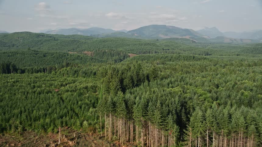  aerial footage showing the approach and flyover of a clear cut logging area in an evergreen forest in King County Washington revealing the process or aftermath of deforestation and the impact on the landscape