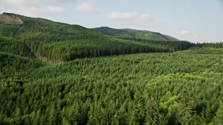 Flying over the evergreen forest in Washington's Cascade Range to reveal the South Fork Tolt Reservoir