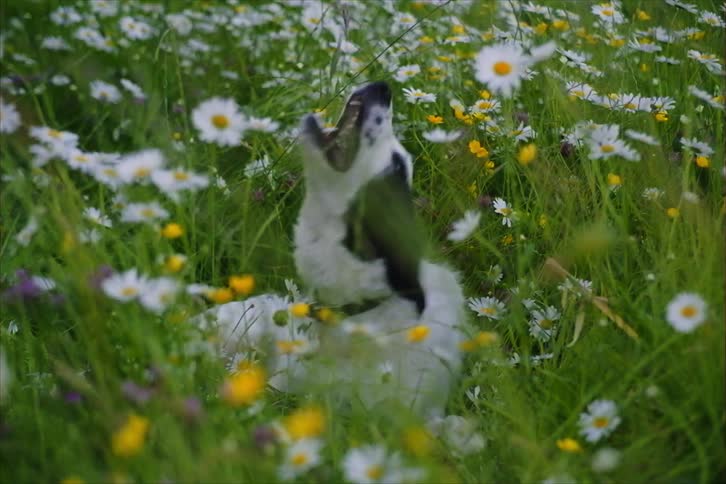 A dog playing in a field of daisies and tall grass tries to eat a flower
