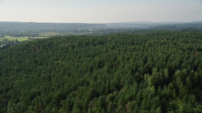 Aerial footage of a majestic evergreen forest in King County Washington filmed during a sunny day
