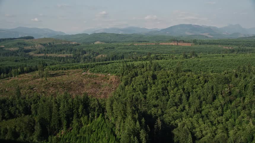 Aerial footage fly over dense evergreen forest to approach a clear cut area in King County Washington revealing the impact of deforestation on the landscape