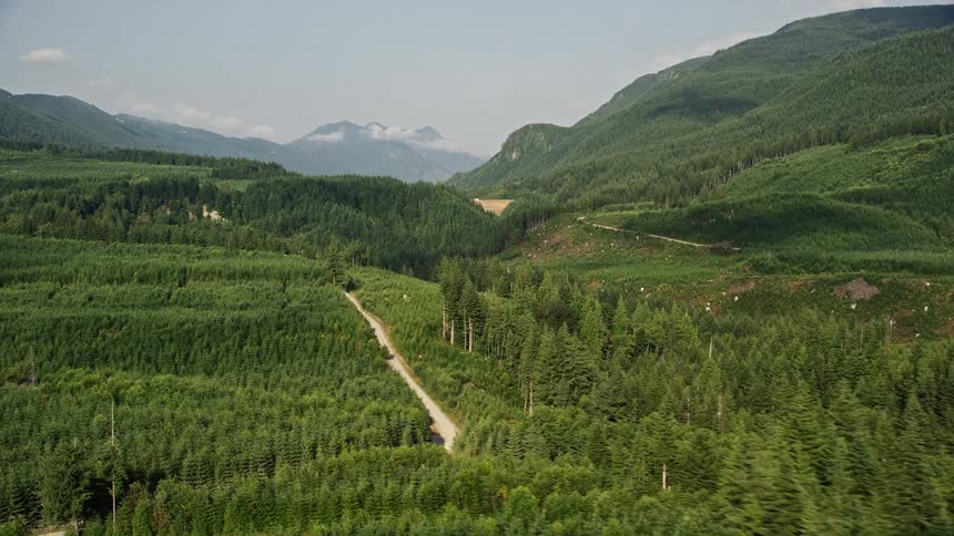 An aerial view of a narrow dirt road winding through a lush evergreen forest in King County Washington with beautiful sunshine illuminating the landscape