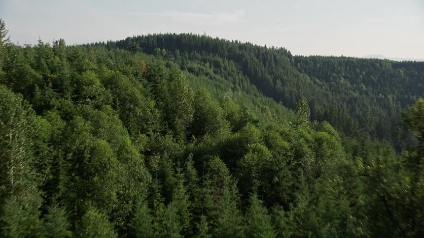 Aerial footage of a dense evergreen forest covering the mountains and valleys in the Cascade Range Washington with a pan right movement and plenty of sunshine