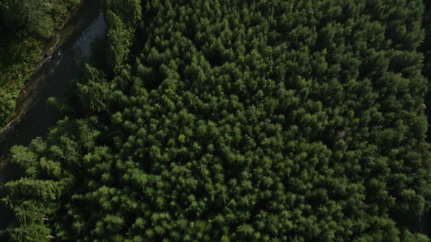 an aerial view of an incredibly dense forest in King County Washington as you fly above the evergreen trees and soak in the beauty of nature