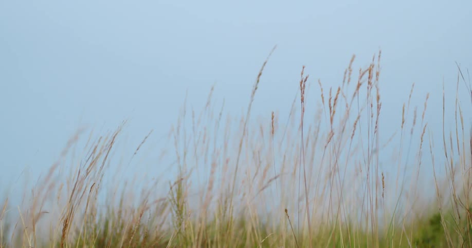 Wheat grass moving with the wind