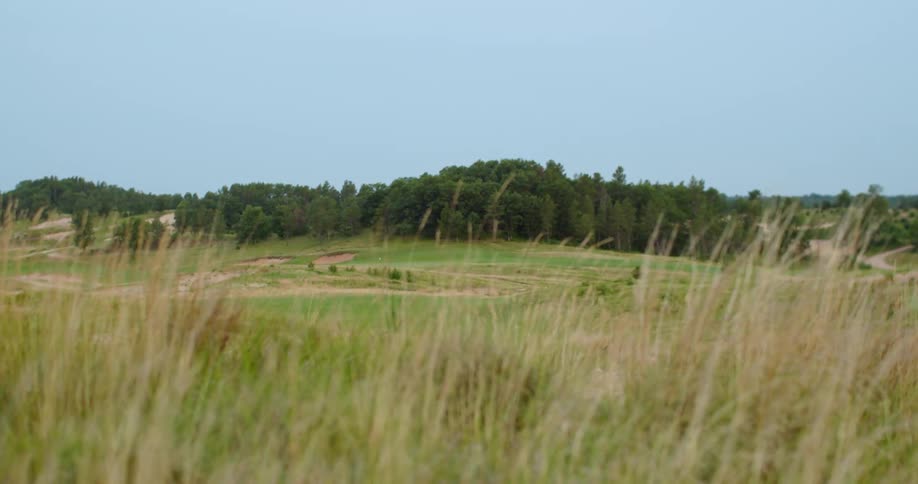 A golf course as seen from behind nearby tall grass