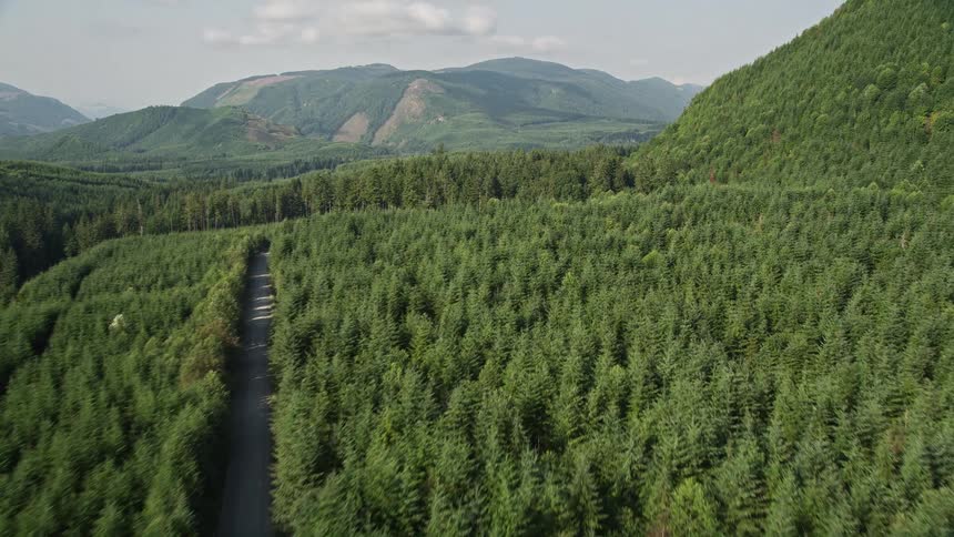 an aerial view of a narrow road winding through a lush evergreen forest in King County Washington