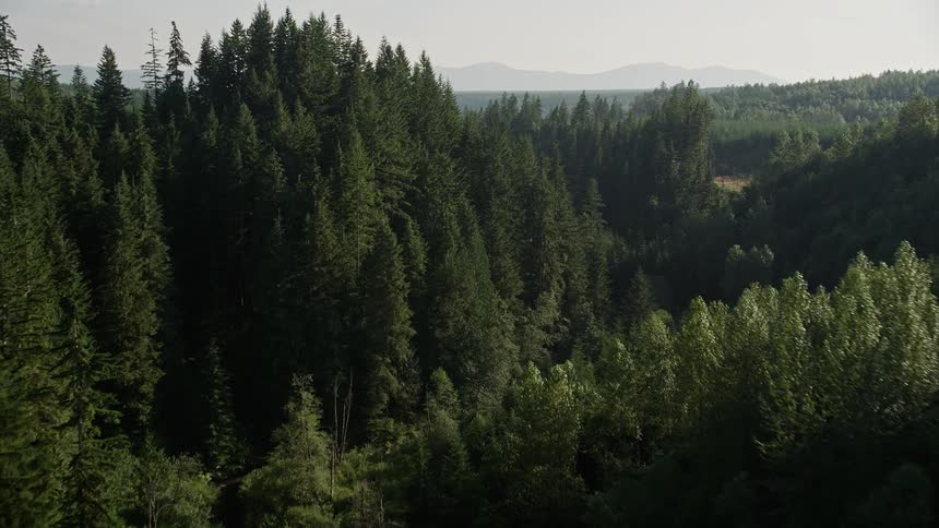 an aerial view of a lush evergreen forest nestled at the base of the majestic Cascade Range mountains in Washington drenched in glorious sunshine