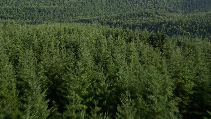 Aerial view flying low over a dense evergreen forest in King County Washington on a misty day