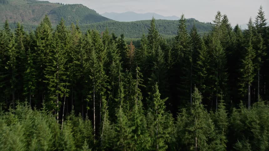 Aerial footage of a low flight over a lush evergreen forest in King County Washington with abundant sunshine and natural surroundings