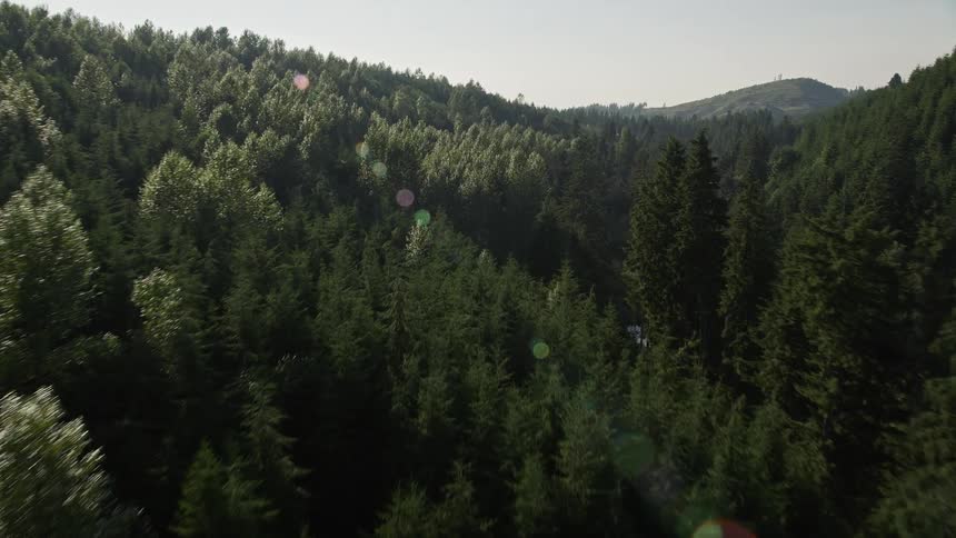 Flying over a diverse forest landscape with a mix of deciduous and evergreen trees in King County Washington during a sunny day