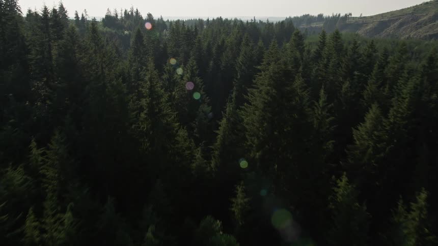 Fly low over a cluster of deciduous trees and evergreen forest in King County Washington in this aerial footage capturing the natural beauty of the Pacific Northwest landscape