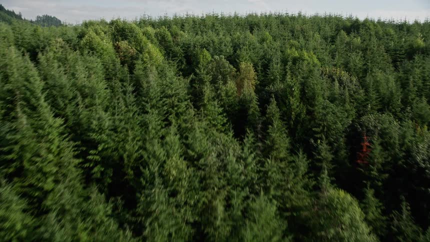  aerial footage of a lush evergreen forest in King County Washington as the drone flies over the dense woodland towards a distant mountain
