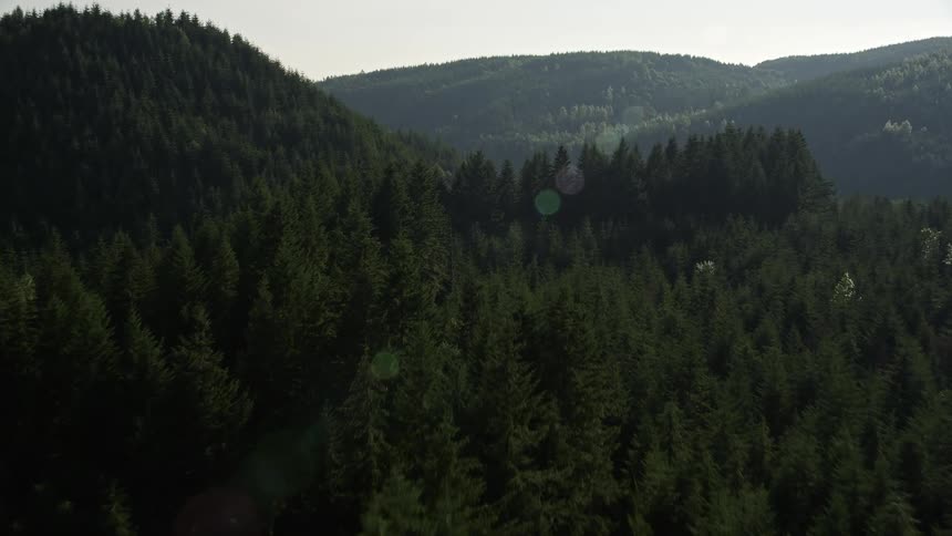 Aerial footage captures the stunning forest landscape and wooded hills of King County Washington with beautiful sunshine illuminating the evergreen trees and natural wilderness