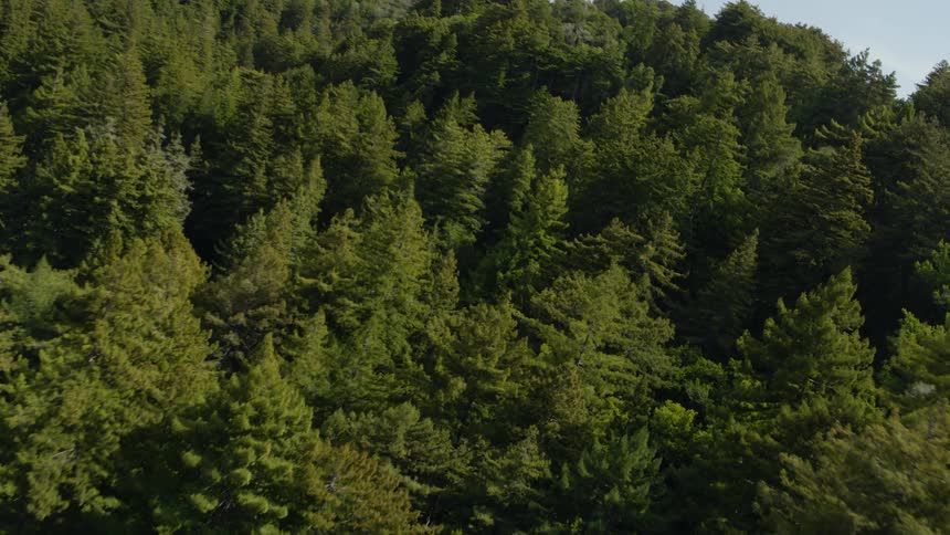Plush trees fill a forest along rolling hills