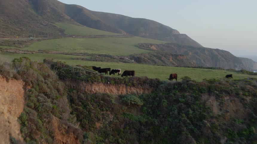 Cattle herd grazes in field topping seaside cliffand separated from mountain by road