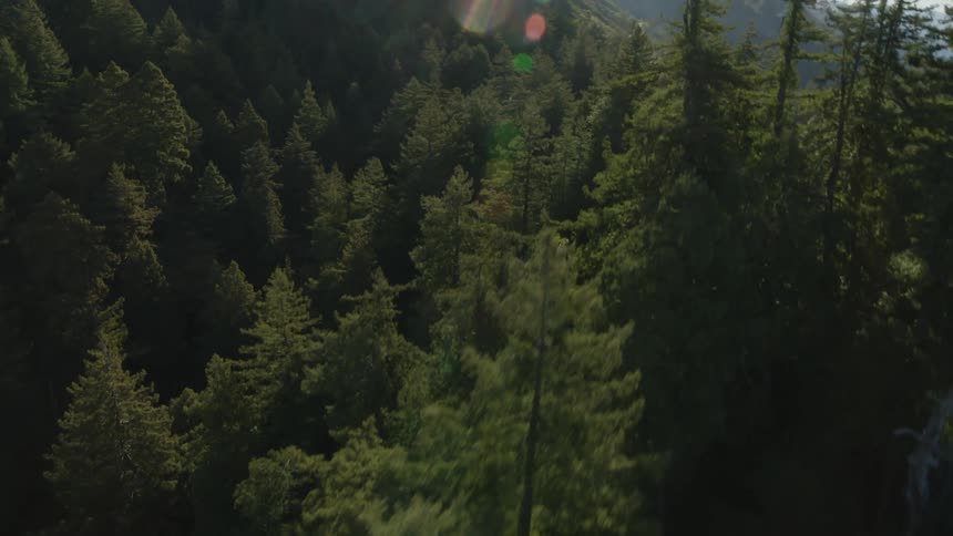 Road winds through mountainous conifer forest on sunny day