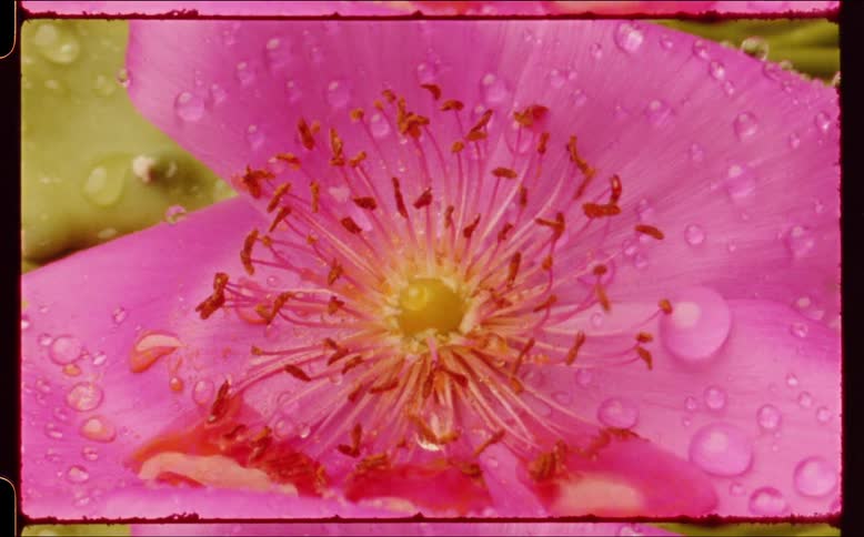 Water drops on open pink flower flow down petal