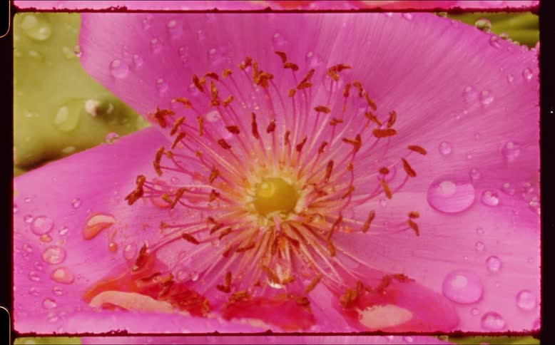 A closeup of dew on a pink flower