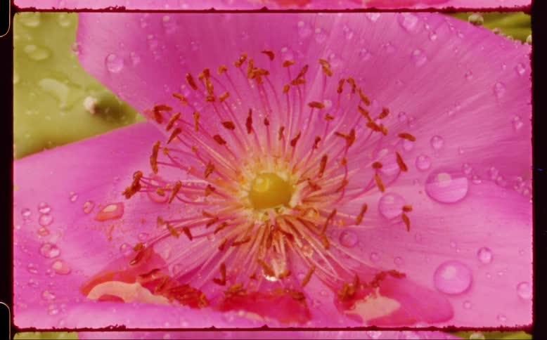 Raindrops fall onto petals then flow toward center of the flower