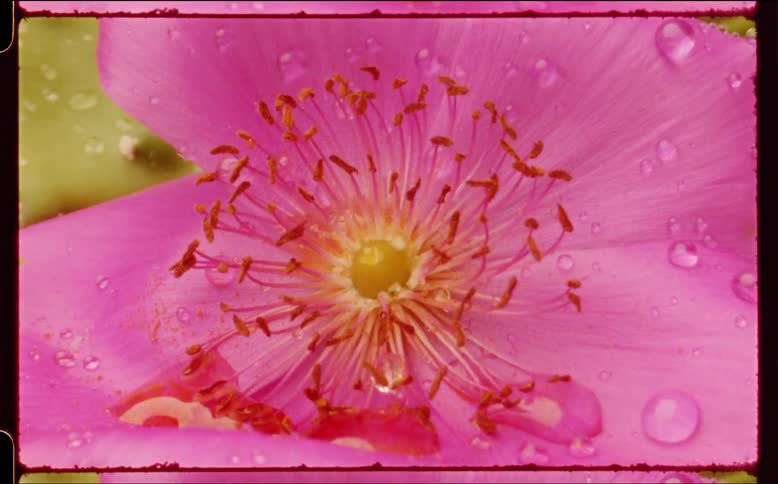 Water drops fall on the flower