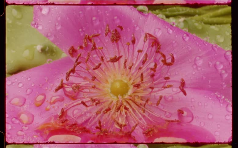 The view is of a portrait of a flower