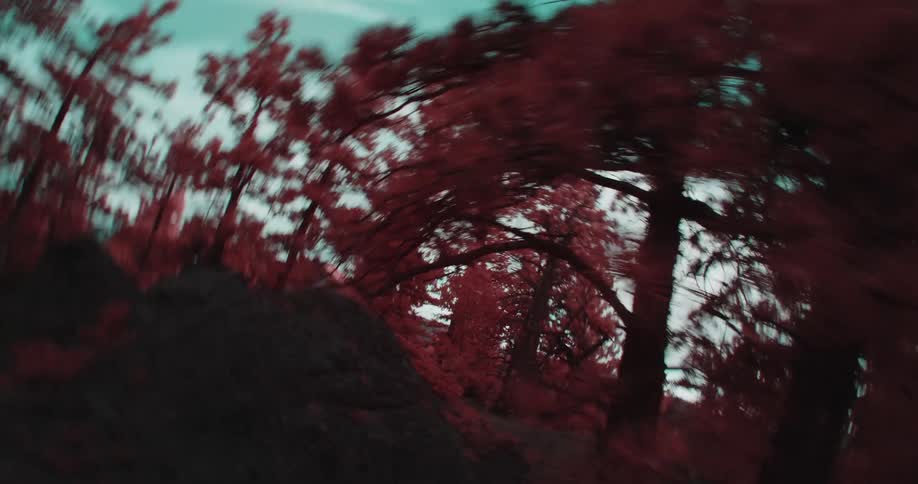 Red and blue tints color conifers and sky