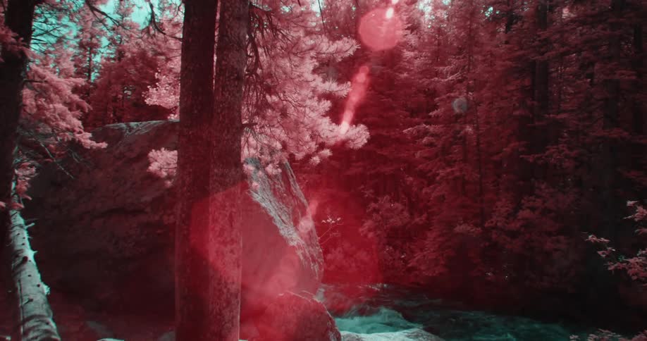 Colored filter tints conifer forest and river water on bright sunny day