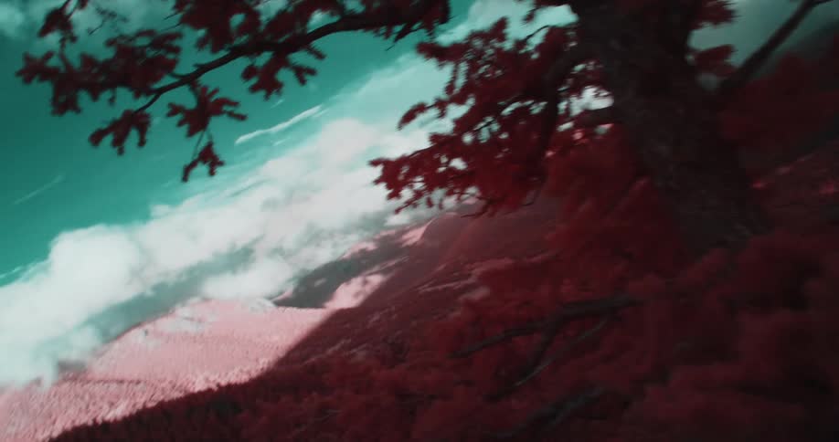 A tree is on the peak of the mountain